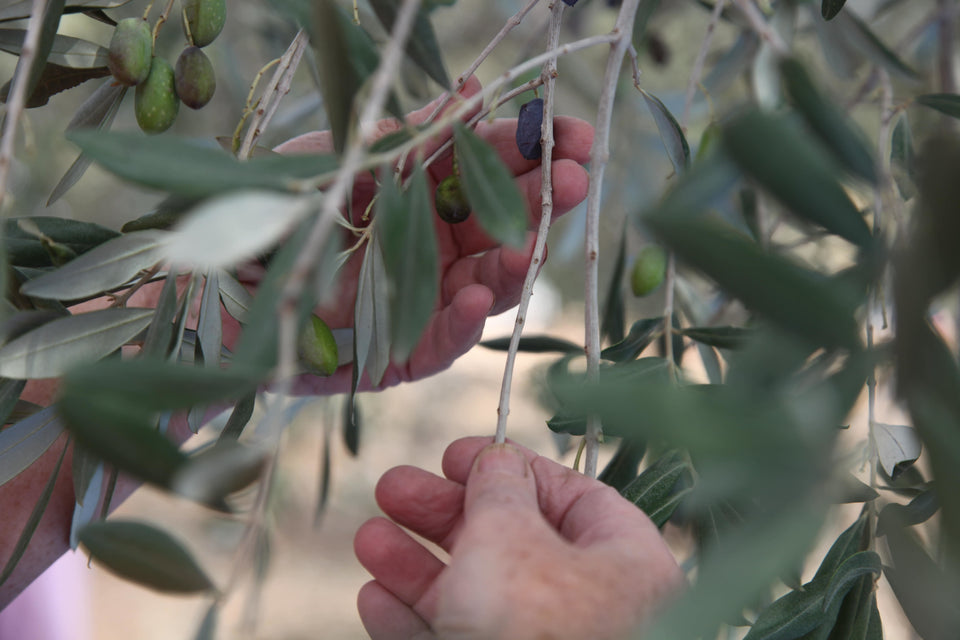 Hand Picked Khayat Heirloom Olives